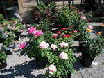 Owens Garden Center Flowers & Plants